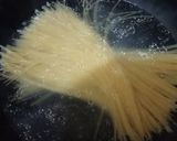 Foto langkah ke 1 dari resep Spaghetti Carbonara.