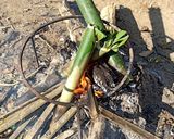 A picture of step 4 of পুঠি মাছ চুঙাত দিয়া /Swam barb fish cooked in Bamboo tubes.