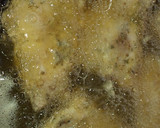 Foto del paso 3 de la receta: Pescado