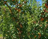 Une image de l'étape 13 de L’abricot🍂🍑le goût des fruits🍊🍋🍑 rôtis🍒 recette du sud.