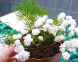 Hình bước làm 4 của món Chậu cây từ sôcôla và bánh oreo