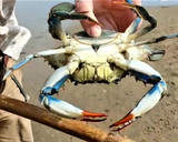 Foto del paso 2 de la receta: Jaiba Azul Chili Crab Thai Style en salsa cremosa de huevo