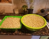 Foto del paso 1 de la receta: Locro neuquino