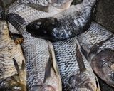 Foto langkah ke 3 dari resep Arsik Ikan Mas + Mujaer tanpa Lokio.