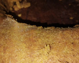Foto del paso 3 de la receta: Budín de mandarina!!🍊🍊 integral
