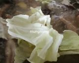 Foto langkah ke 4 dari resep Sop ceker ayam.