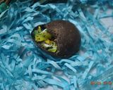 A picture of step 11 of Geode Chocolate Eggs.
