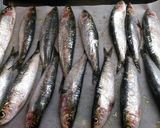Foto del paso 2 de la receta: Sardinas frescas al horno