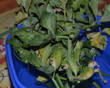 Foto del paso 1 de la receta: Salsa o Mojo de cilantro