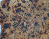 মূলোর পরোটা (mulor Paratha recipe in Bengali) রেসিপির ধাপ 4 ছবি
