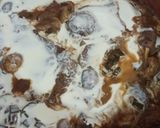 Foto del paso 4 de la receta: Lomo al champiñón