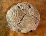Foto del passaggio 8 della ricetta Pane con noci, uvetta e fichi