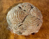 Foto del passaggio 8 della ricetta Pane con noci, uvetta e fichi