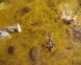 Foto del paso 3 de la receta: Arroz con conejo y setas