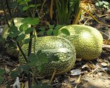 Foto del paso 1 de la receta: Mermelada de alcayota o cabello de ángel
