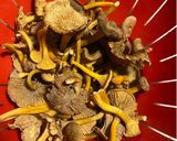 Une image de l'étape 1 de Pâtes, Chanterelles et Noix.