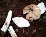 A picture of step 1 of Traditional mushroom.