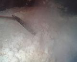 Foto del paso 1 de la receta: Buseca al disco para 10