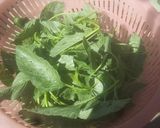 Foto del paso 1 de la receta: Tostada de quintonil con requesón (Ticazu yua shiti ji requesón)
