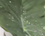 A picture of step 1 of Stir Fry Alu vadi(Arbi leaves,Patra).