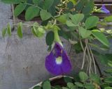 A picture of step 2 of Butterfly pea flower Drink.