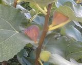 Une image de l'étape 8 de Cake 🪺figues noix 🌰 pistaches 🍯.