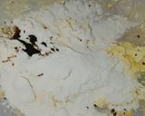 Foto del paso 1 de la receta: Masitas finas sin gluten