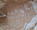 Foto del paso 1 de la receta: Pan de molde integral, básico, económico, sin amasado, sin balanza, se hace solo con tiempo ⏳