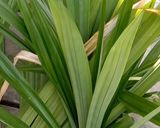 Foto langkah ke 1 dari resep Jus pandan/endapan pandan.