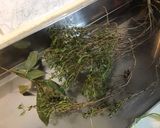 Une image de l'étape 1 de Bouillon aux aulx et herbes aromatiques du jardin.