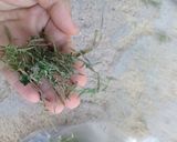 عکس مرحله 1 از دستور خیار شور