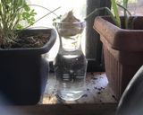 A picture of step 1 of California Farm Windowsill Shallots, Garlic, Chives, Scallions, Lemon Grass.