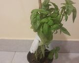 Foto del paso 5 de la receta: [RÁPIDO] Brusquetas con Pan Francés y Albahaca