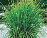 Lemongrass Tea recipe step 1 photo
