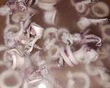 Foto langkah ke 1 dari resep Oseng Cumi Jamur.