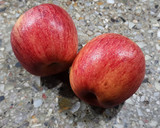 Foto del paso 2 de la receta: 🍎 Torta invertida de manzana y caramelo 🍎