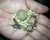Foto langkah ke 3 dari resep Soto Padang.
