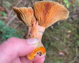 Foto del paso 2 de la receta: Ceviche de Lactarius deliciosus (Níscalos)