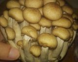 Foto langkah ke 4 dari resep Pokcoy Saus Jamur.