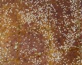 صورة لخطوة 3 من وصفة كيكة البسبوسة 🤤