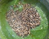 पेरुची चटणी (Peru Chutney Recipe In Marathi) रेसिपी स्टेप 4 फोटो 
