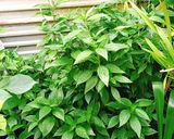 Hình bước làm 1 của món Bánh da lợn lá cẩm đậu xanh