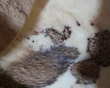 Foto del paso 1 de la receta: Paletas de cocoa