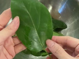 Cincau Hijau