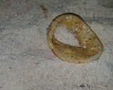 Foto del paso 4 de la receta: Rabas