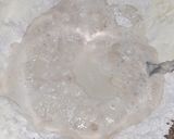 Foto del paso 2 de la receta: Pancitos de Anís