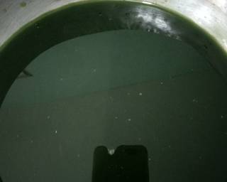 Cendol Tepung Beras Daun Suji - Step 1