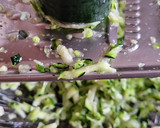 Foto del paso 1 de la receta: Garbanzos con calabacín en torti-tarta