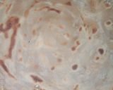 A picture of step 7 of Omelette Paratha..