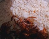 A picture of step 22 of Chicken Tikka Biryani.